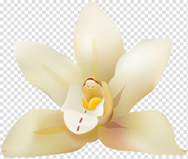 Moth orchids Lighting Petal, Vanila Flower transparent background PNG clipart