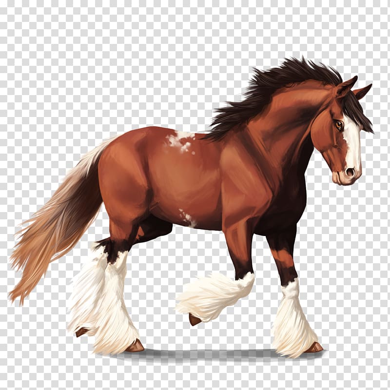 Clydesdale horse American Quarter Horse Mustang Howrse Budweiser, horse transparent background PNG clipart