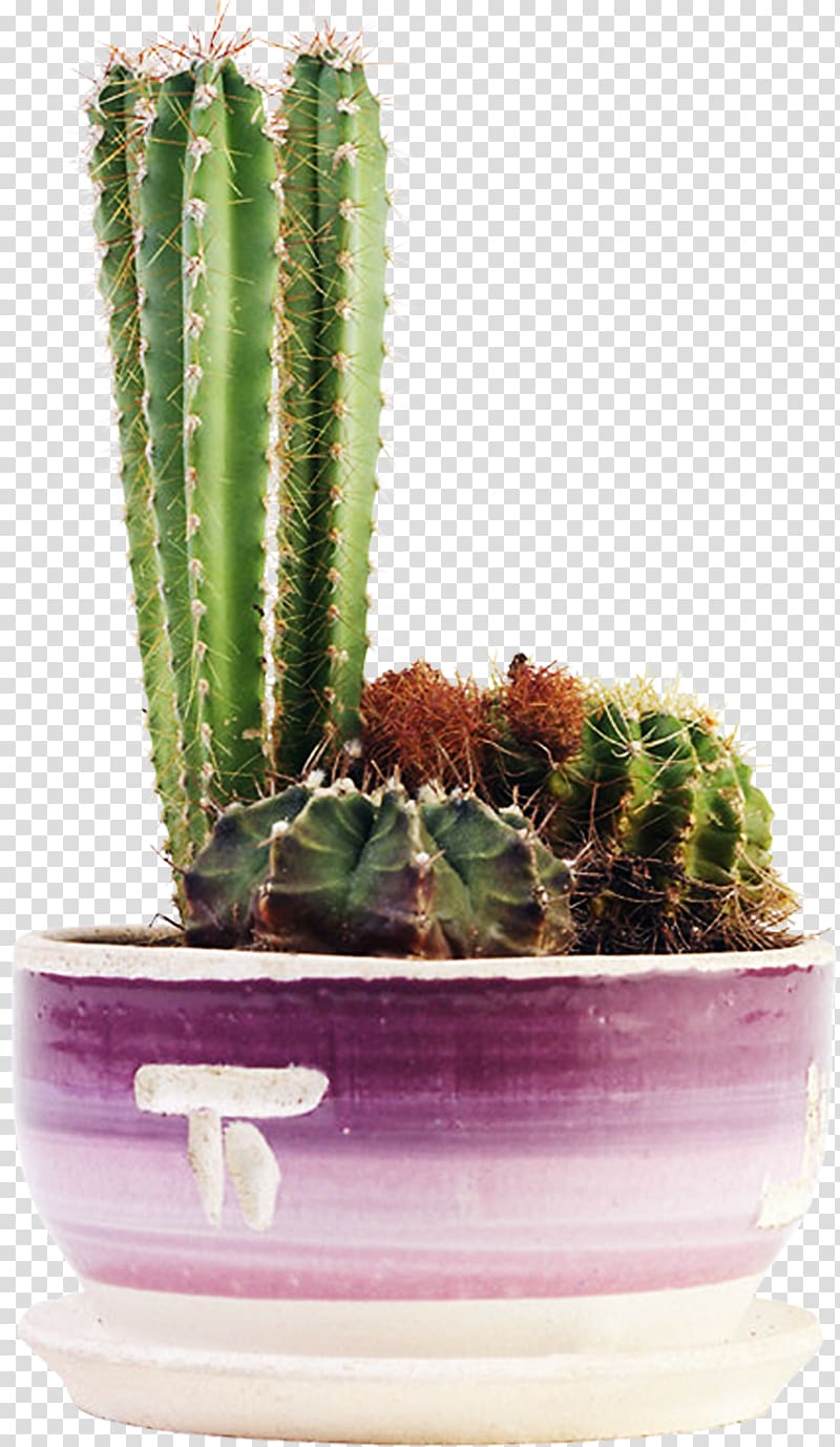 Cacti and Succulents Cactaceae Succulent plant Flowering plant, cactus transparent background PNG clipart