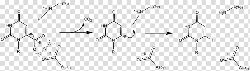 Carbanion Orotidine 5\'-phosphate decarboxylase Decarboxylation Orotidine 5\'-monophosphate Lysine, others transparent background PNG clipart