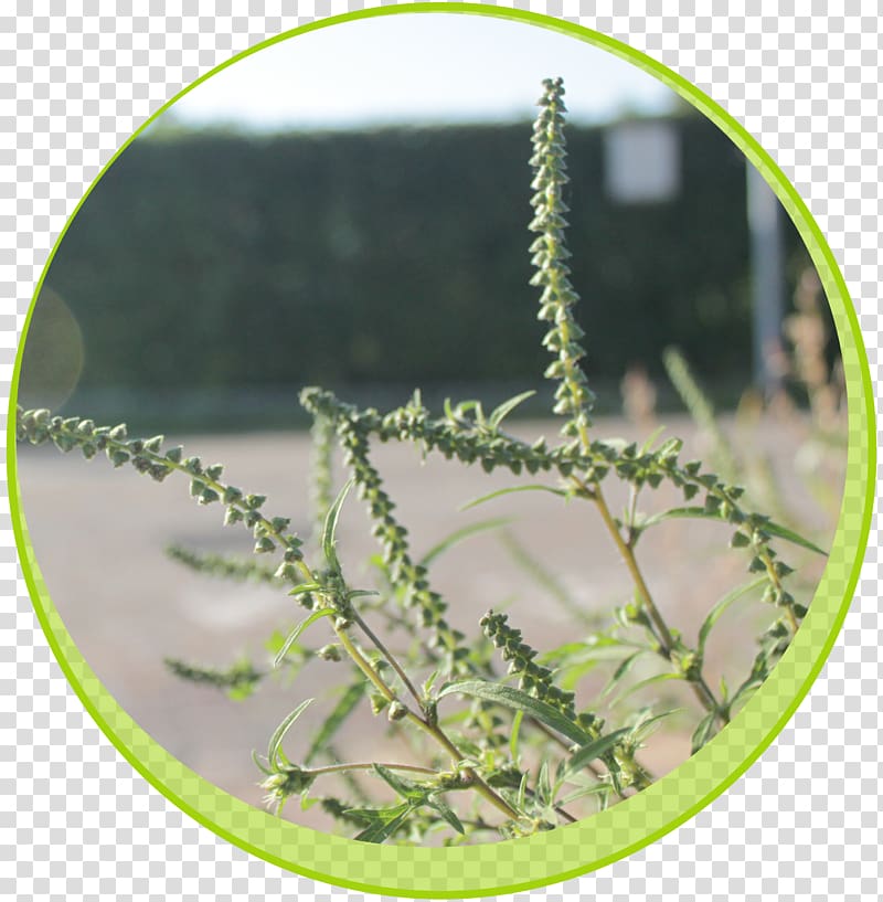 Leaf Annual ragweed Plant stem Pollen, Leaf transparent background PNG clipart