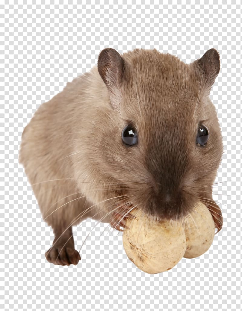 Gerbil Hamster Rodent Pet Guinea pig, cat transparent background PNG clipart