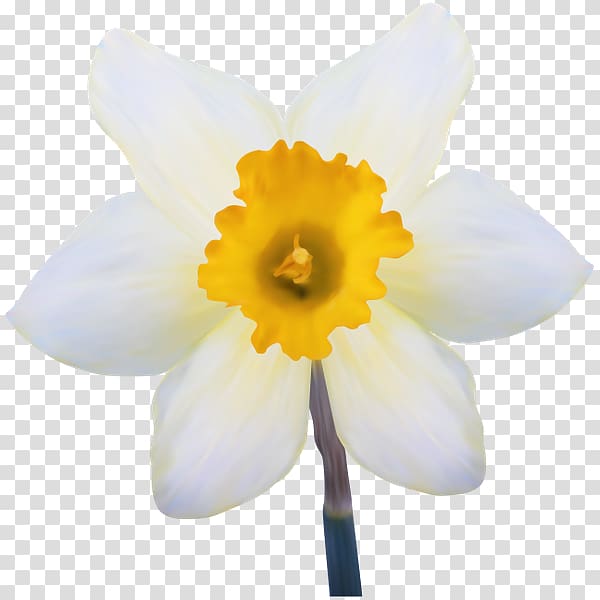 Daffodil Gol Gol Flower Petal White, flower transparent background PNG clipart