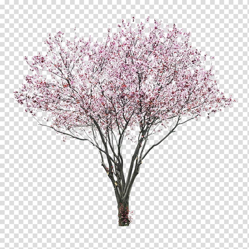 Cherry blossom Tree East Asian Cherry, cherry blossom transparent background PNG clipart