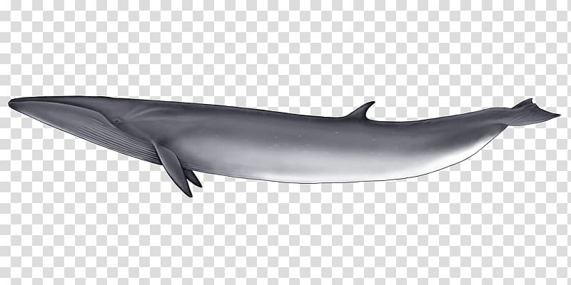 Whale transparent background PNG clipart
