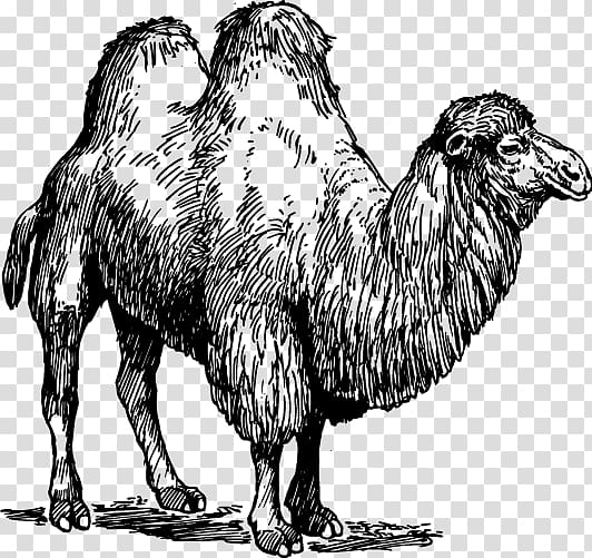 Dromedary Bactrian camel United States Sheep Common ostrich, camel transparent background PNG clipart