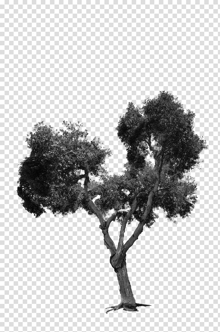 , Street tree transparent background PNG clipart