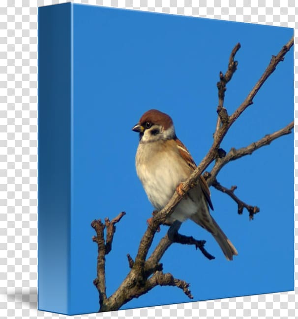Bluebird Wren Sparrow Blue jay, sparrow transparent background PNG clipart