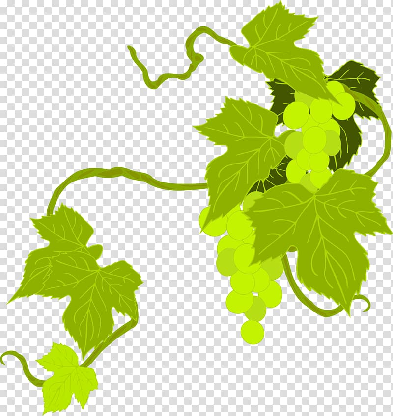 Common Grape Vine Vitis californica Grape leaves Wine, grapefruit transparent background PNG clipart