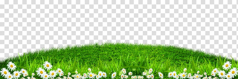 white flower field, Grass , Green grass white border texture transparent background PNG clipart
