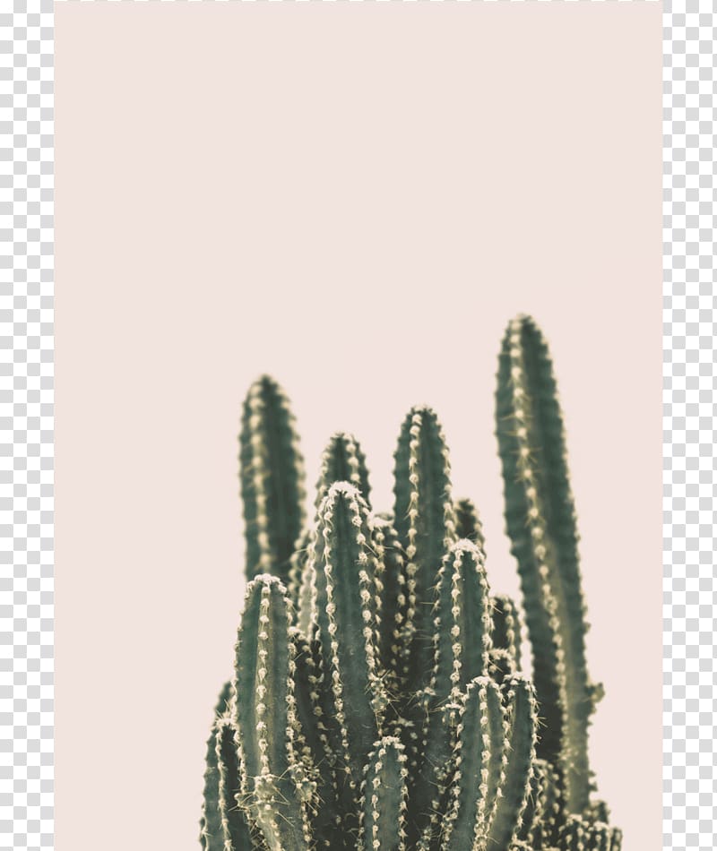 Cactaceae Printing Printmaking Art Wall, cactus transparent background PNG clipart