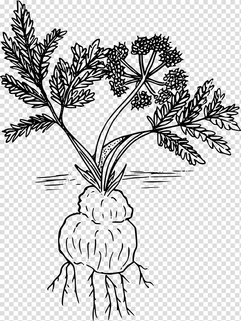 Woody plant Line art Drawing Lomatium cous, parsley transparent background PNG clipart