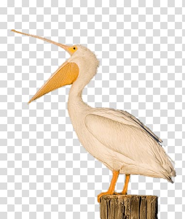 white and beige pelican , White Pelican Open Beak transparent background PNG clipart