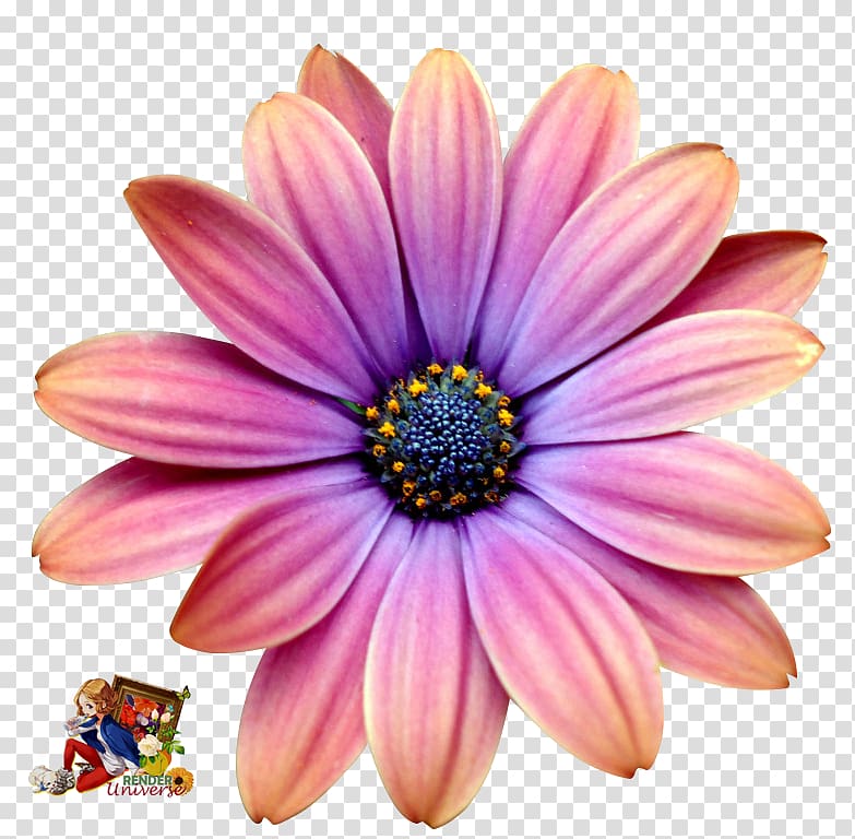 Common daisy African daisies Transvaal daisy Chrysanthemum Flower, chrysanthemum transparent background PNG clipart