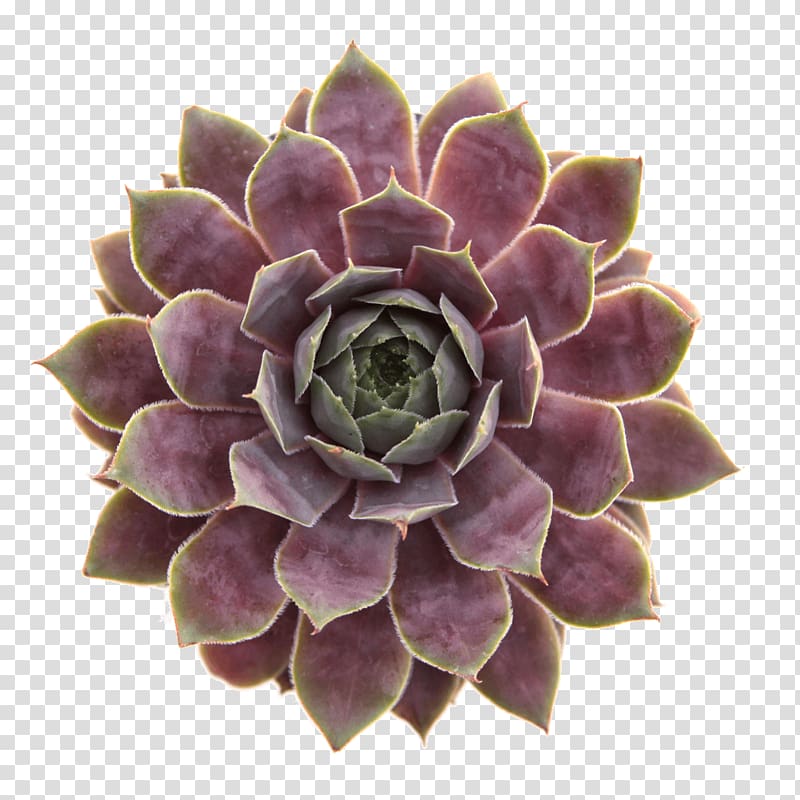 Succulent plant Houseleek Echeveria Stonecrop Gasteria, plant transparent background PNG clipart