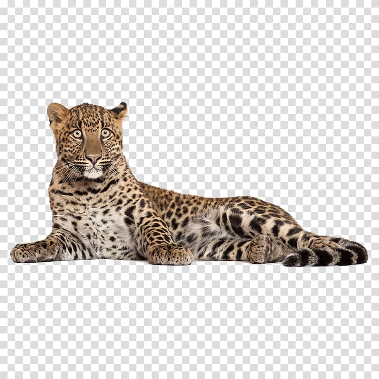Leopard , leopard transparent background PNG clipart