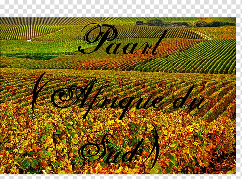 Plantation Landscape Crop Font, AFRIQUE transparent background PNG clipart