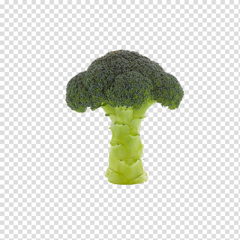 Broccoli Vegetable Cauliflower, Broccoli transparent background PNG clipart