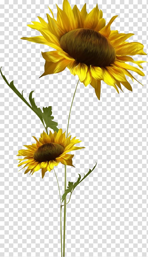 Common sunflower Sunflower seed Daisy family, flower transparent background PNG clipart