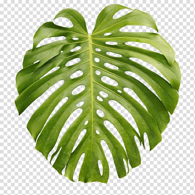 Tropics Arecaceae Leaf Palm branch, Leaf transparent background PNG clipart