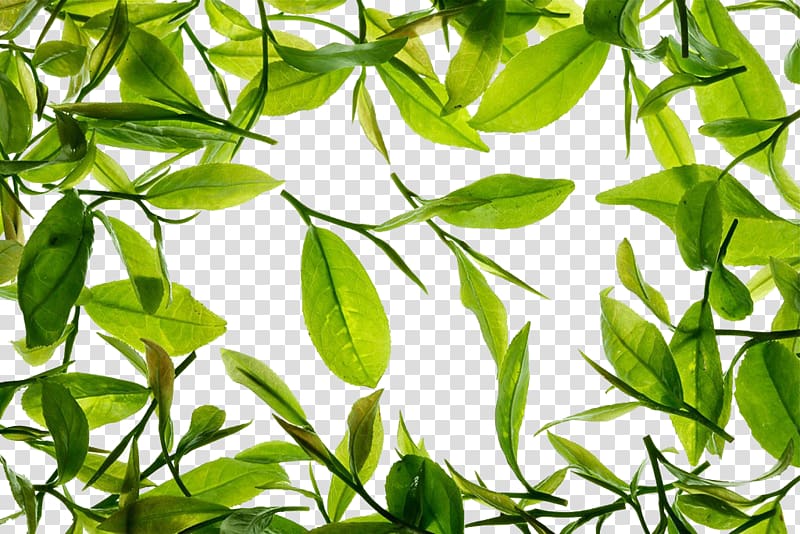 Green tea Tieguanyin, Free green tea to pull the material transparent background PNG clipart