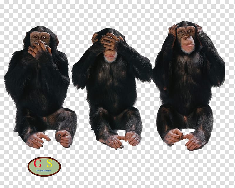 Three wise monkeys United States Truth Lie Idea, Diverse transparent background PNG clipart