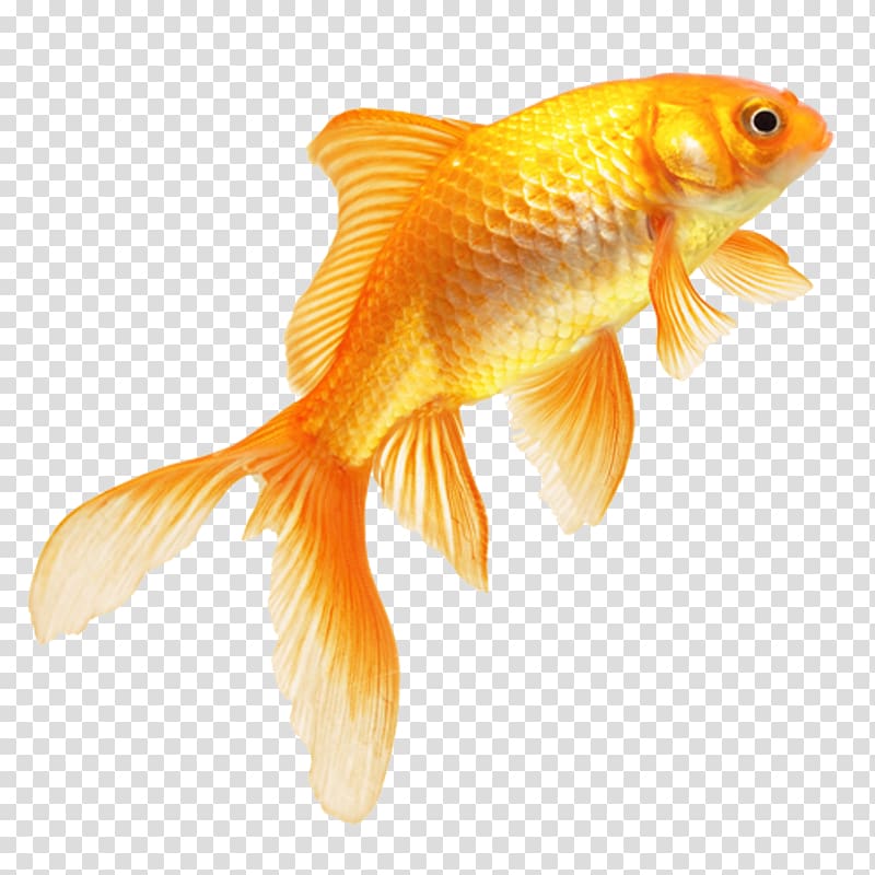 Common goldfish Ryukin Butterfly tail Koi Ray-finned fishes, cuttlefish fungus transparent background PNG clipart