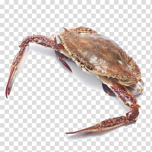 Dungeness crab King crab Soft-shell crab Freshwater crab, Wild crab transparent background PNG clipart