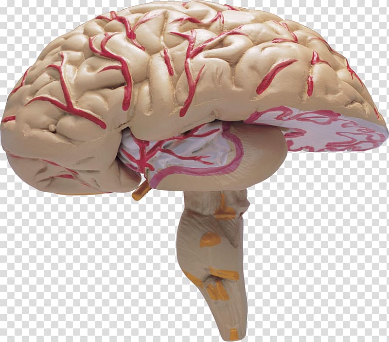 Cerebral cortex Agy Organ Human body Brain, on the brain transparent background PNG clipart