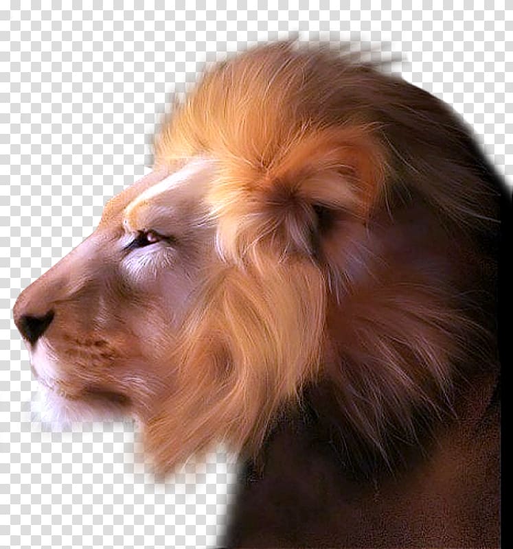 brown and white lion , Lionhead rabbit Lion\'s Head, Lions Head transparent background PNG clipart