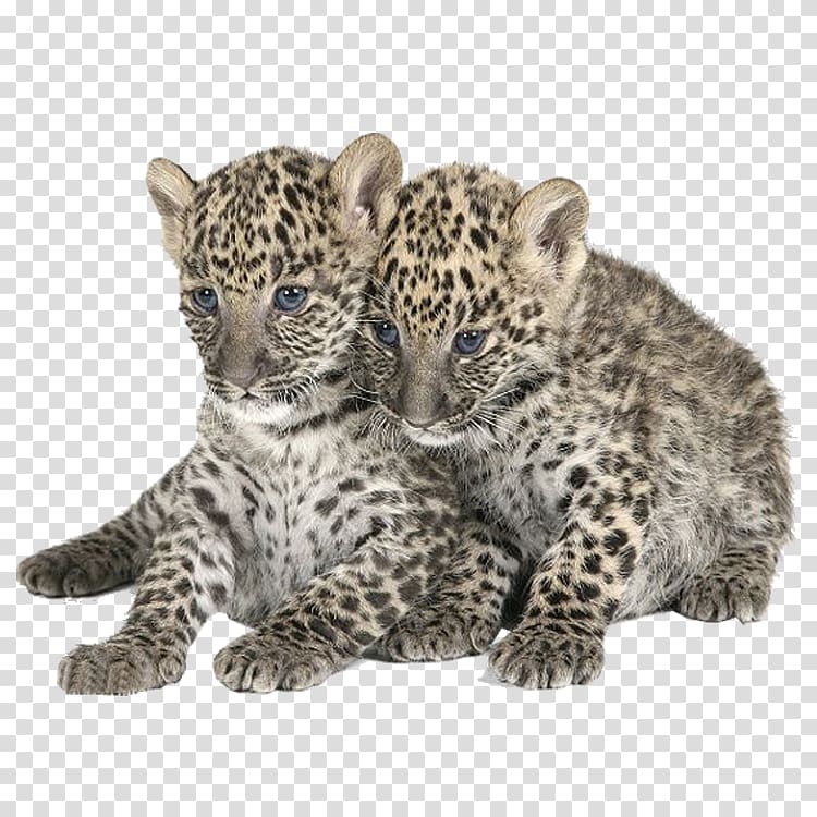 Leopard Felidae Tiger, leopard transparent background PNG clipart