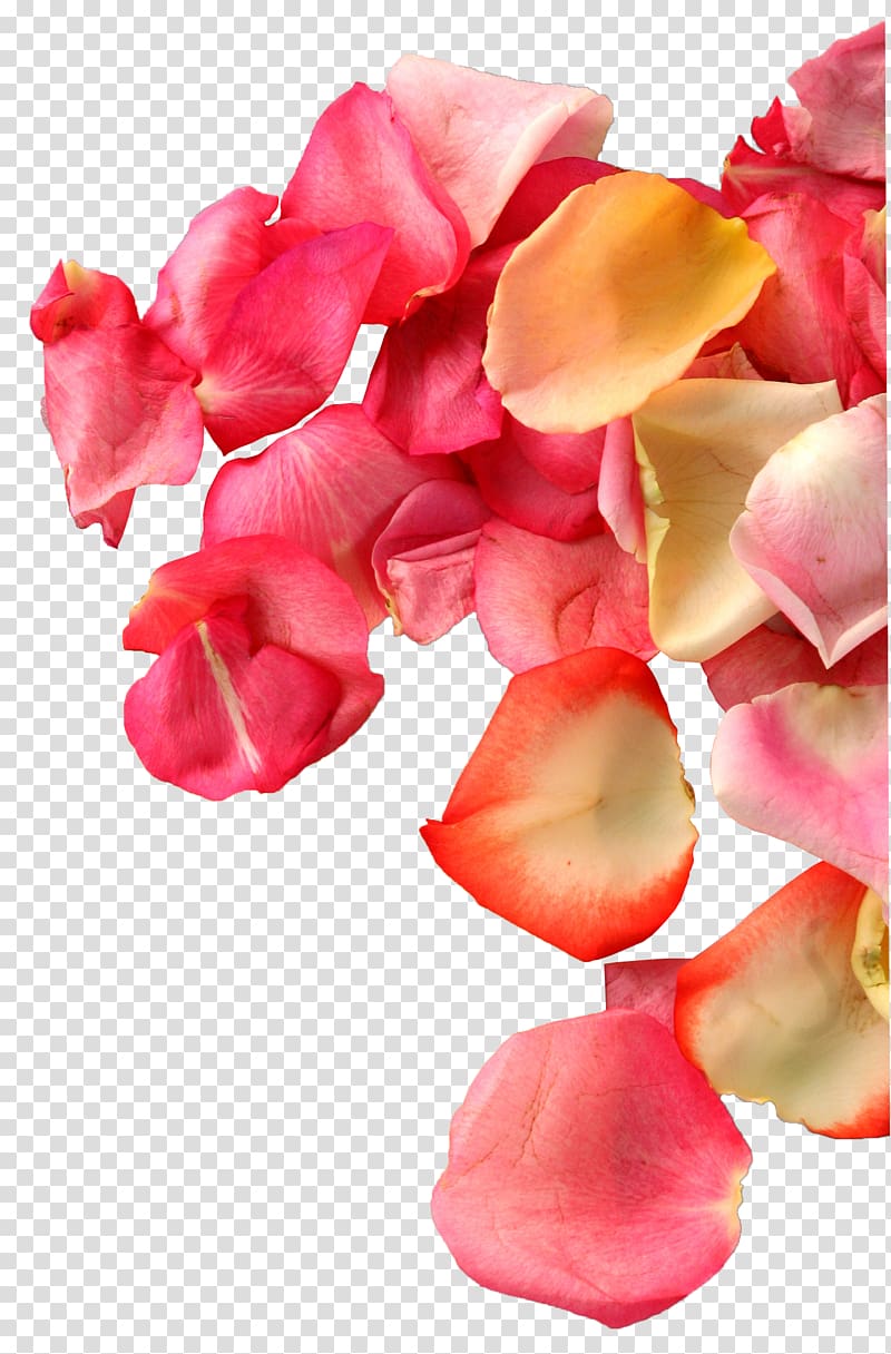Petal Designer Transparency and translucency Heart, Rose petal transparent background PNG clipart
