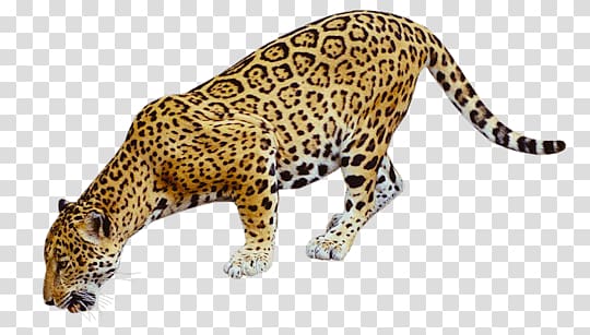 leopard animal, Jaguar Drinking transparent background PNG clipart