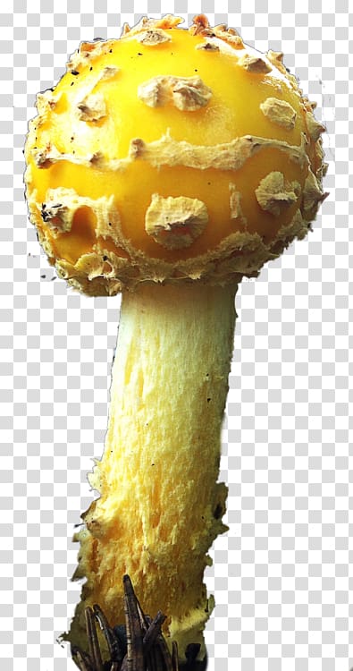Edible mushroom Fungus Medicinal fungi Medicine, Mushroom Poisoning transparent background PNG clipart