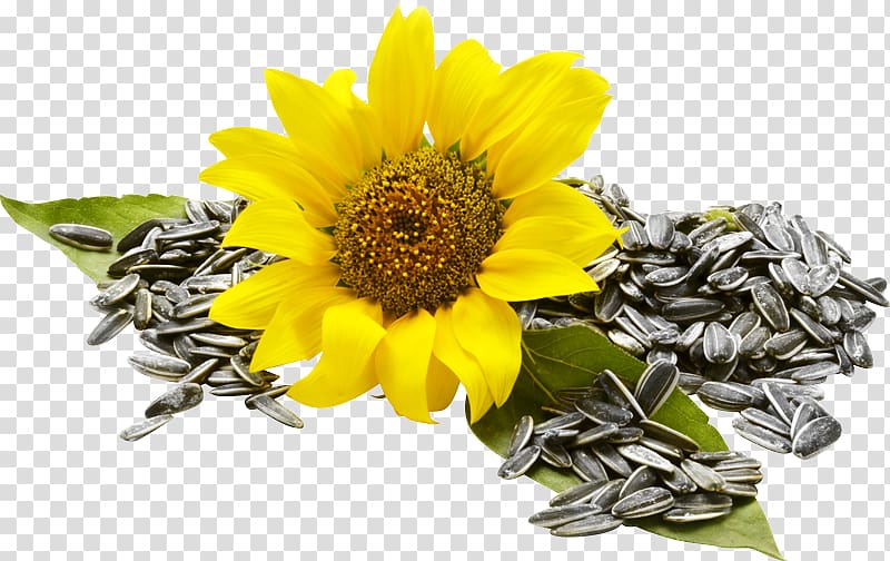 Sunflower seed Common sunflower Food Nuts, flower transparent background PNG clipart