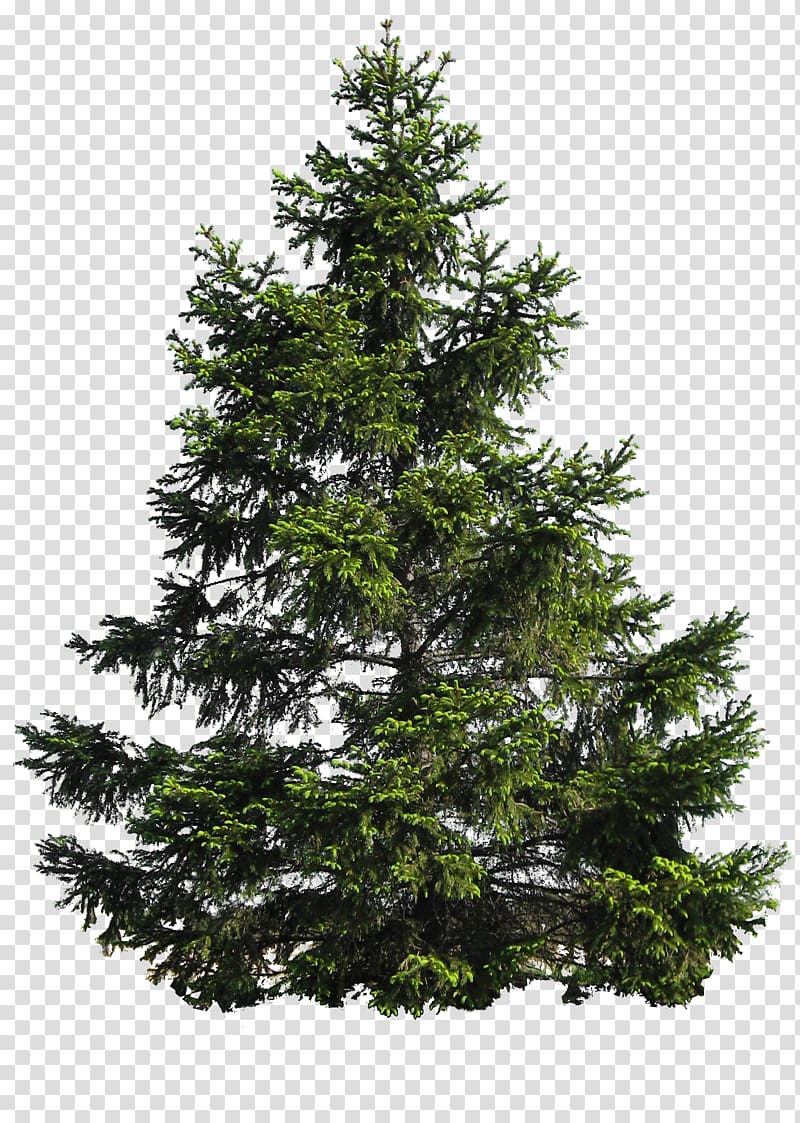 Christmas tree Christmas Day Brush Adobe Lightroom, tree , free , transparent background PNG clipart