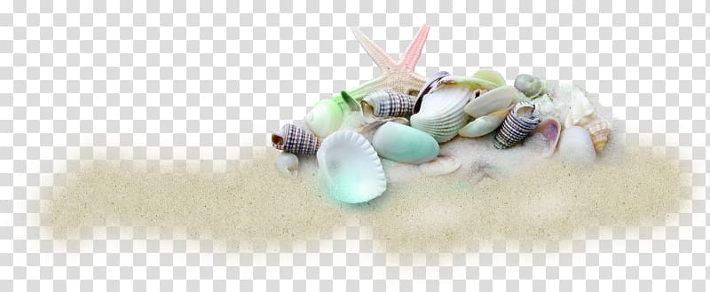 Seashell Beach Cockle Sand , seashell transparent background PNG clipart