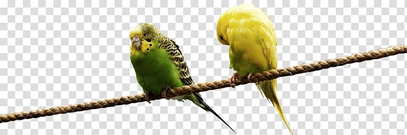 Lovebird Parrot Budgerigar Domestic canary, parrot transparent background PNG clipart