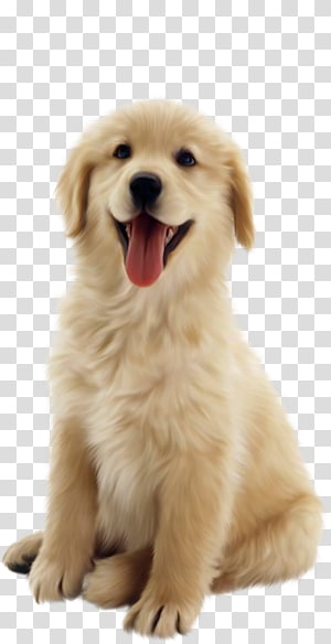 Australian Shepherd Transparent Background Png Cliparts Free