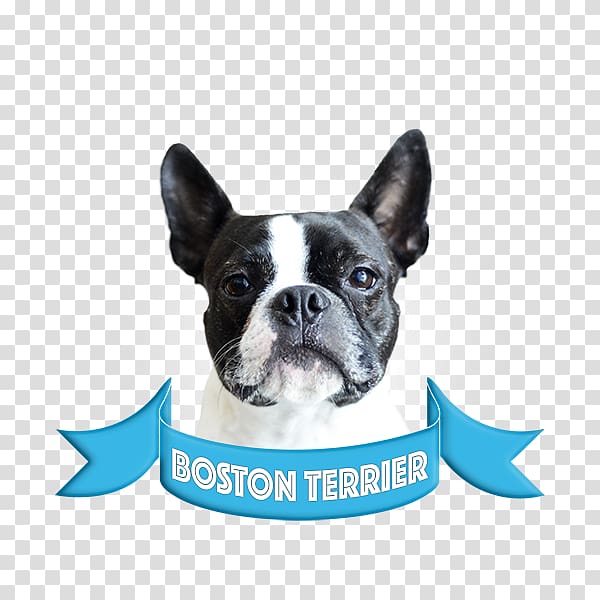 Boston Terrier French Bulldog Bull Terrier Companion dog American Staffordshire Terrier, others transparent background PNG clipart