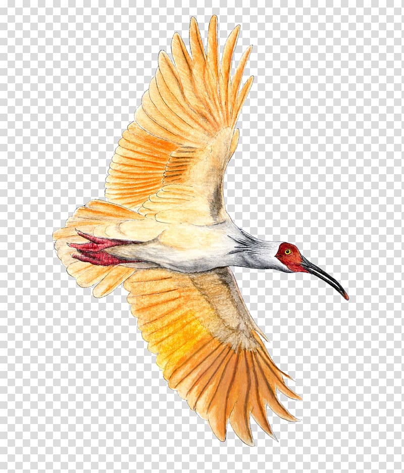Bird Crested ibis Colored pencil, Eagle transparent background PNG clipart