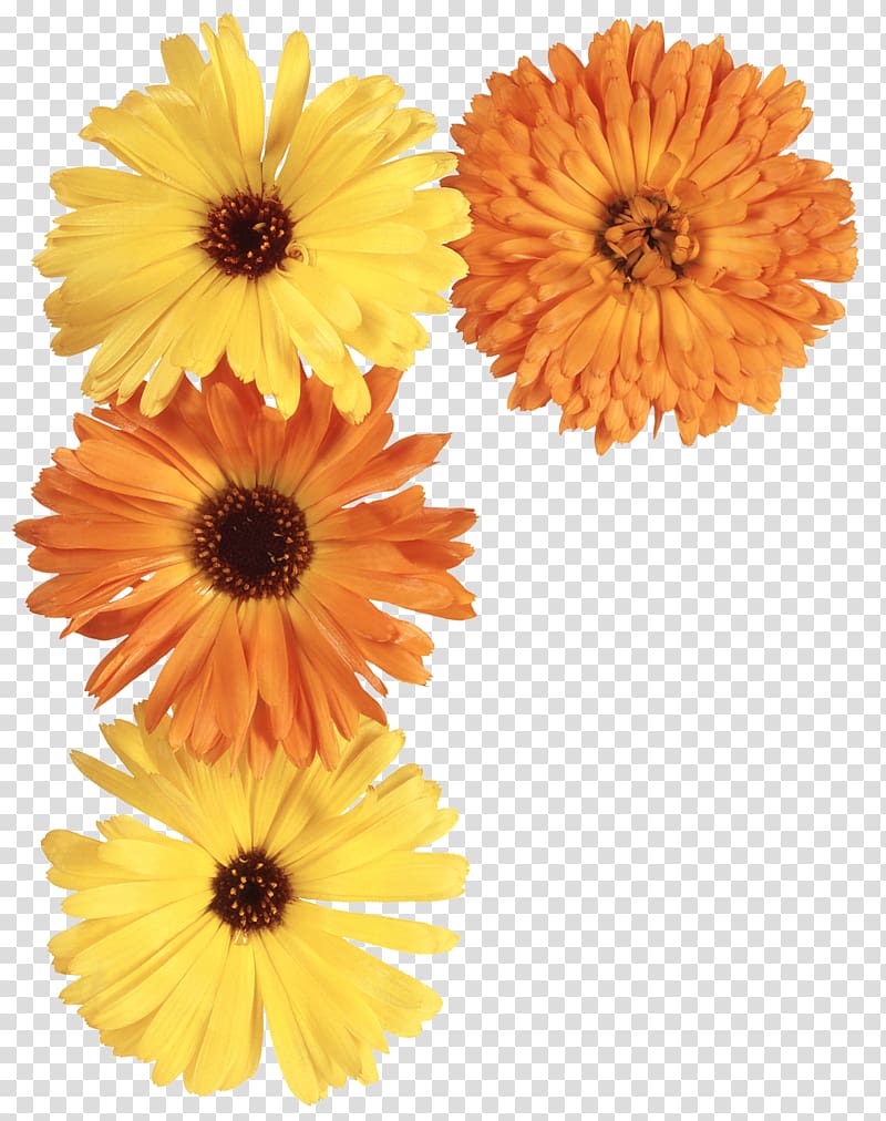 Flower Pot marigold Daisy family, yellow flowers transparent background PNG clipart