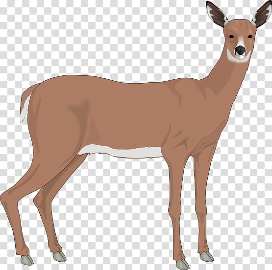 The White-tailed Deer Reindeer , Realistic Reindeer transparent background PNG clipart