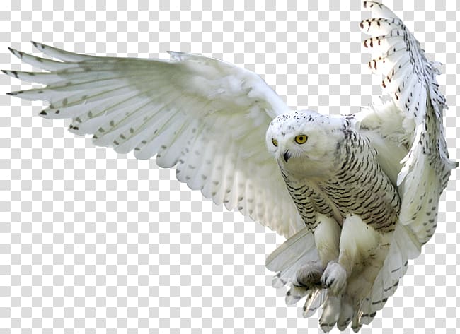 white owl transparent background PNG clipart