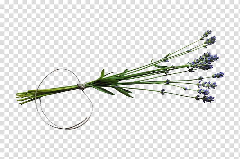 Twig, bouquet transparent background PNG clipart