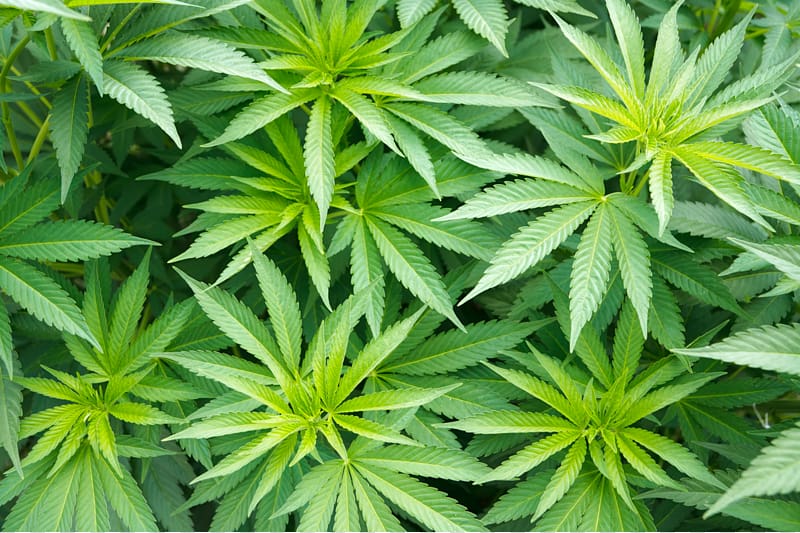 Cannabis sativa Plant Medical cannabis Hemp, cannabis transparent background PNG clipart