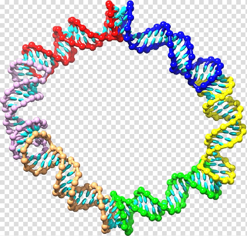 Kissing stem-loop Nucleotide RNA Pseudoknot, transparent background PNG clipart
