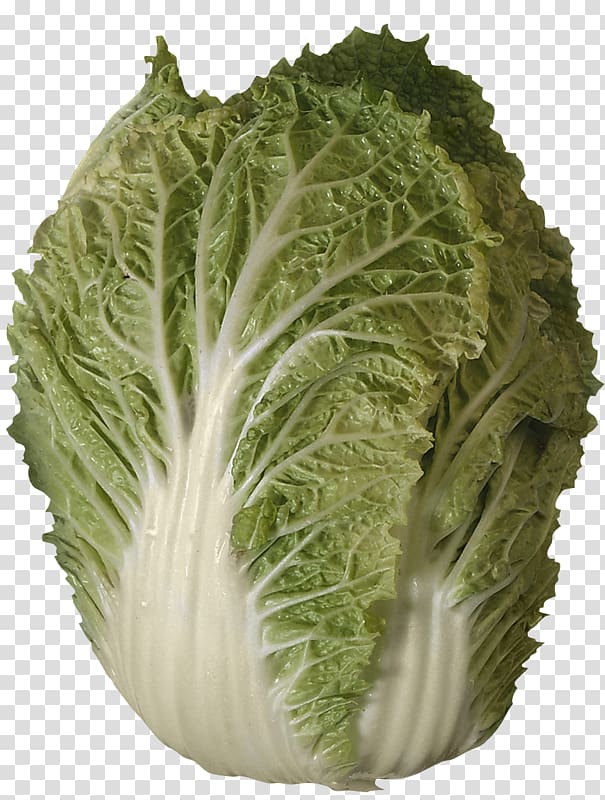 Romaine lettuce Savoy cabbage Collard greens Vegetable, cabbage transparent background PNG clipart