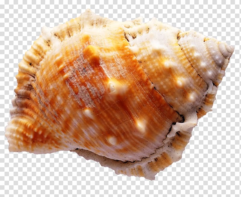 Diamant koninkrijk koninkrijk Seashell Sea snail , conch transparent background PNG clipart