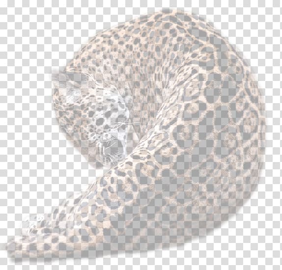 Bengal cat Northern California Cattery Organism Location, Bengal Cat transparent background PNG clipart